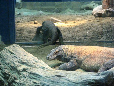 コモドドラゴン（Komodo dragon）【かぎけんWEB】