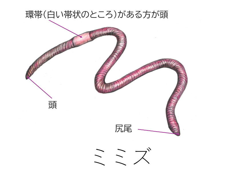 ミミズ（蚯蚓）【かぎけんWEB】