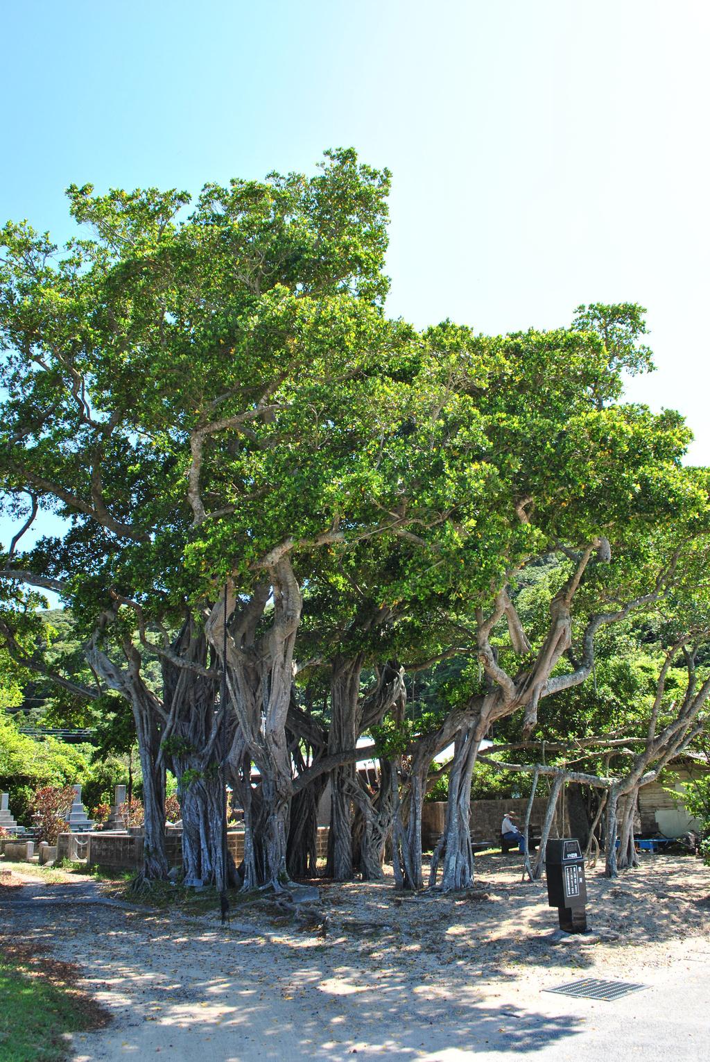 於斉のガジュマル | 観光スポット | 【公式】鹿児島県観光サイト