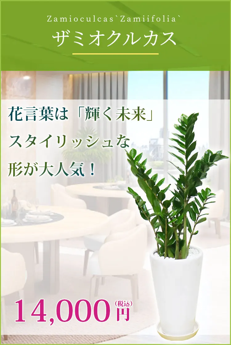 ザミオクルカス(陶器鉢植込み、6号ラウンド白色) スタイリッシュ/観葉