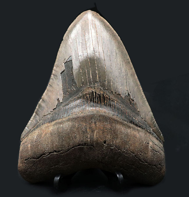 メガサイズ！長辺計測158ミリに達する、メガロドンの巨大歯化石