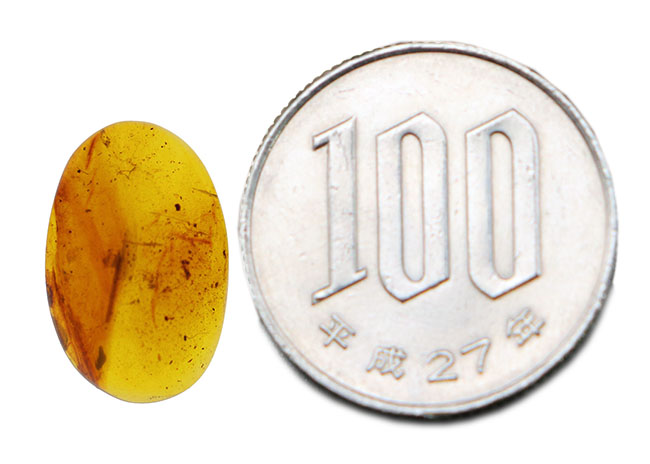 希少性マックス！！一体何の羽毛なのか・・・。およそ1億年前の生物の