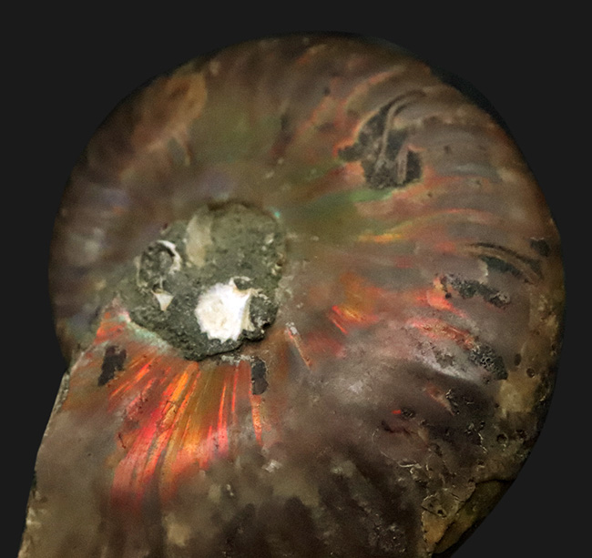 6センチ超の大判サイズ！両面に遊色層が残る、美麗アンモナイト