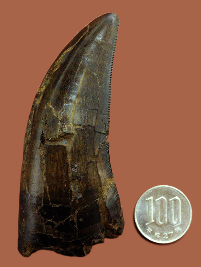 ついに来た！10cmを超える紛れもない巨大歯！ティラノサウルス