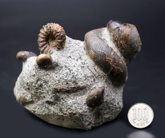 北海道アンモナイトの見本市！異常巻きアンモナイトを含む多数の