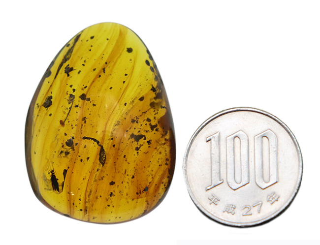 化石セブン史上最大級のバーマイトが登場！恐竜時代の琥珀として有名な