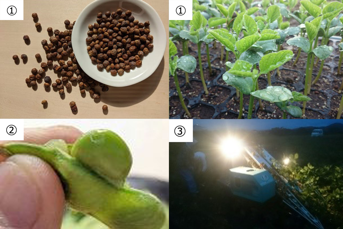 日本を代表する東西のプレミアム枝豆 兵庫県の丹波黒「幻の黒枝豆