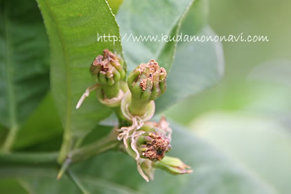 仏手柑 ぶっしゅかん ｜ 香酸柑橘 品種の特徴 食べ方 選び方