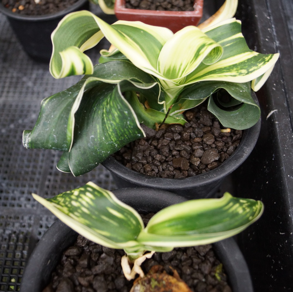 玉獅子の虎 (たまじしのとら) Tamajishinotora – おもとの豊明園（ほう