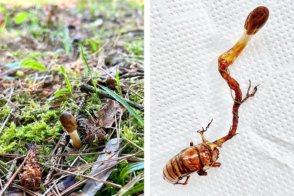 冬虫夏草を見つける楽しみ | きのこらぼ