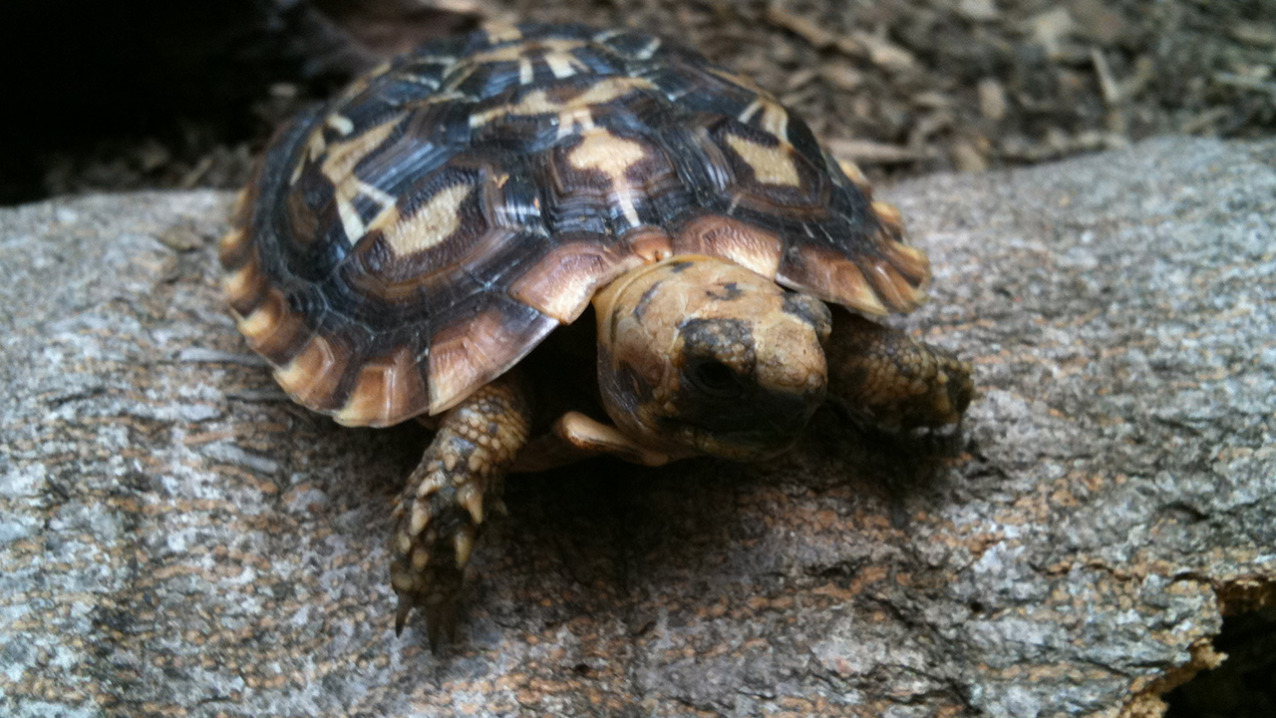 African Pancake Tortoise - Honolulu Zoo Society