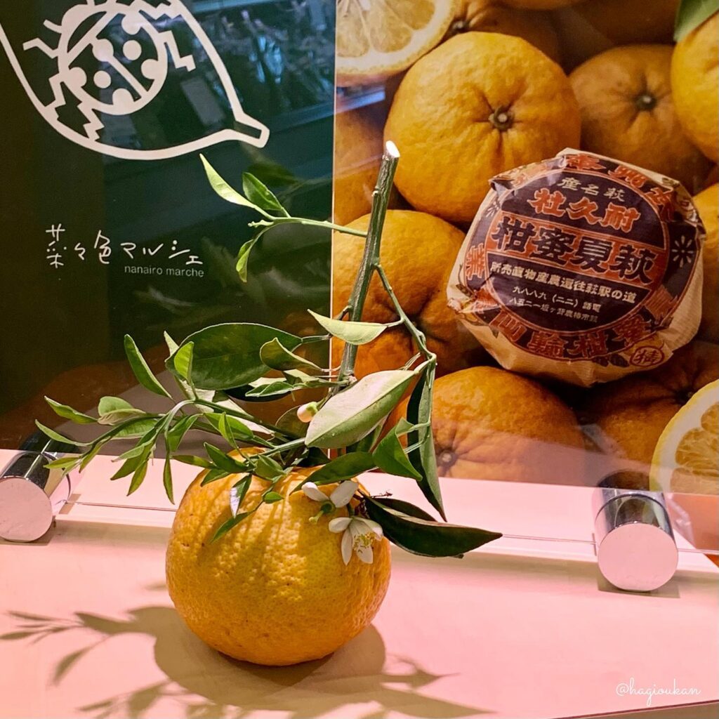 萩の甘夏・夏みかんたくさん入荷しています！ | 道の駅 萩往還