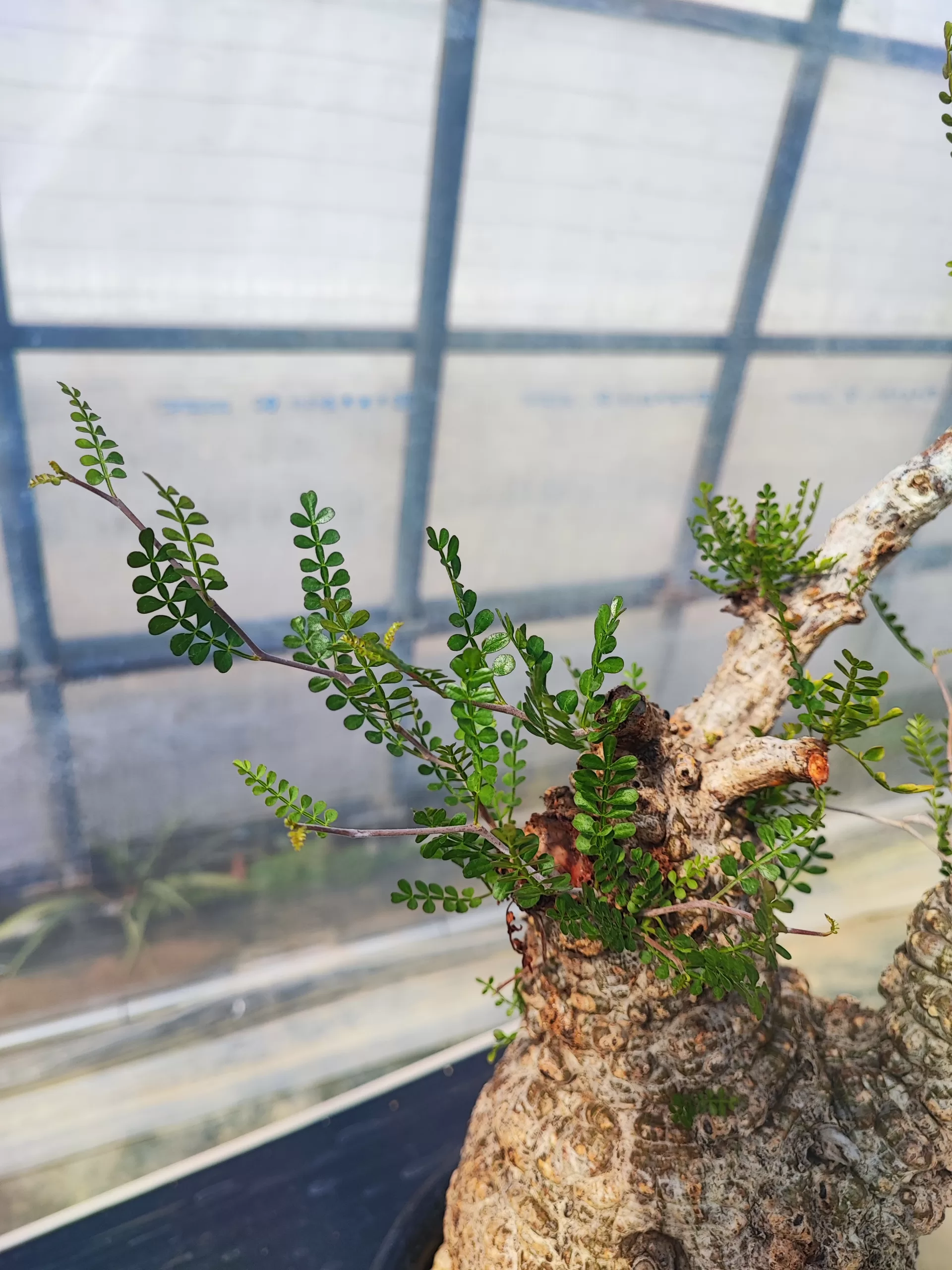 塊根植物専門『ハコネコオークション』開催中