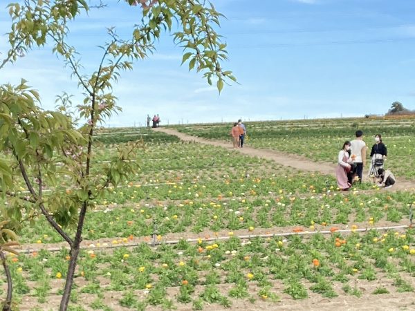 花ちゃんのお友達がまた増えました | 観光農園 花ひろば｜愛知県南知多