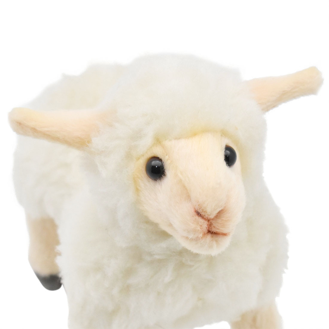 ヒツジ(仔) 18 | HANSA