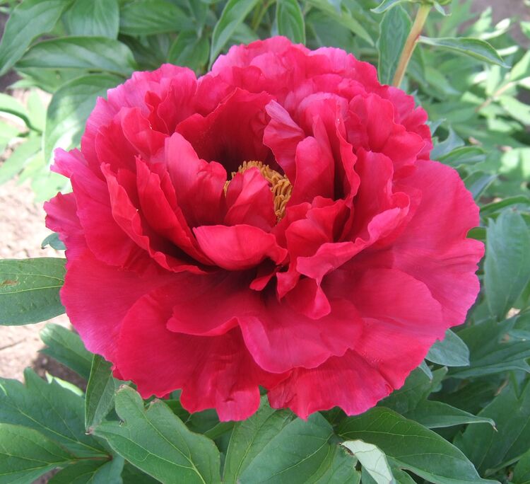 牡丹｜東松山市【東松山ぼたん園 】公式サイト