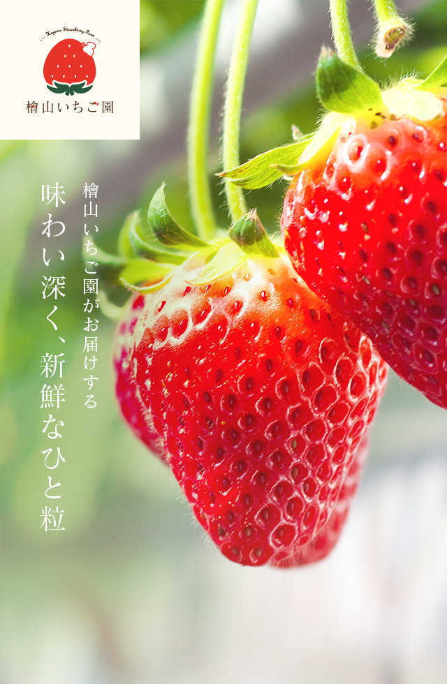 茨城県の絶品いちご園「檜山いちご園」いちご狩り・いちご販売