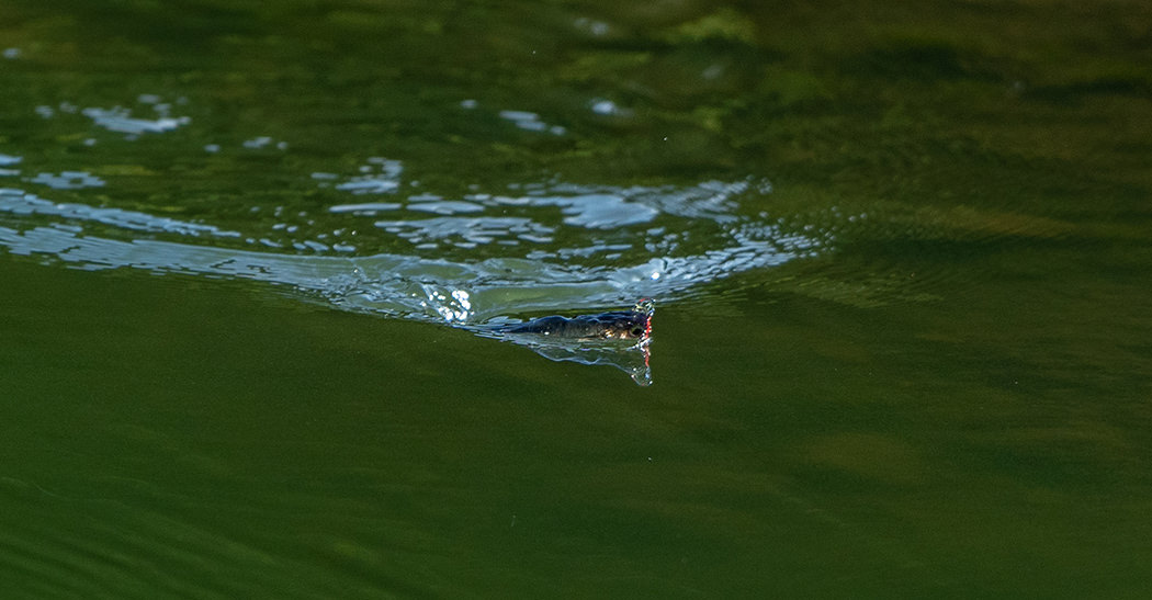 ロデオライド リバイバー 607M LinerSpin | IMAKATSU