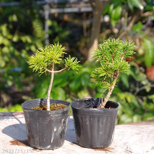 庭木 盆栽 五葉松 ごようまつ 10号鉢 五葉松 ゴヨウマツ 盆栽」の
