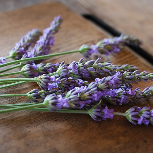 クリューベル モイスト ボディクリーム｜ホームケア商品｜ジェイエステ