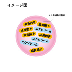 クリューベルゴールドEX ローション｜ホームケア商品｜ジェイエステ