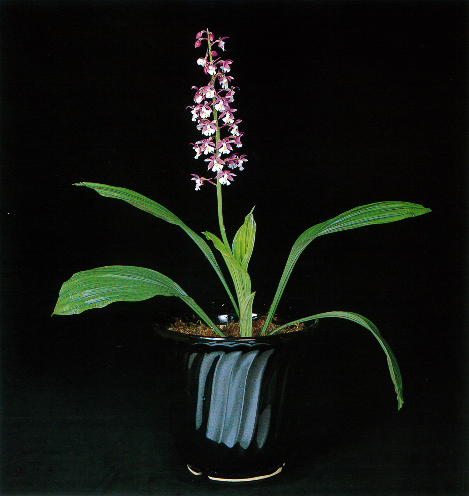 フレグランス部門 – 日本東洋蘭協会 – Japan Oriental Cymbidium Society