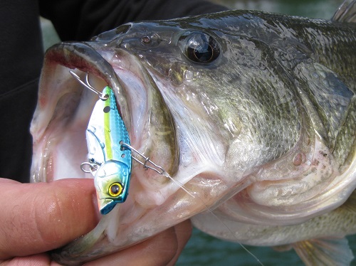 ジャッカル鉄板系ルアー - FRESH WATER バス釣り ｜JACKALL