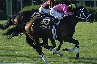 JRAホームページ｜データファイル｜競走成績データ