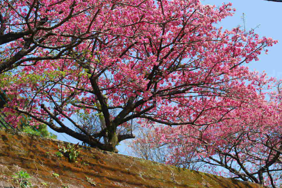 桜 さくら 上柚木さくら ｜ Z/X - Zillions of enemy X - ゼクス公式サイト