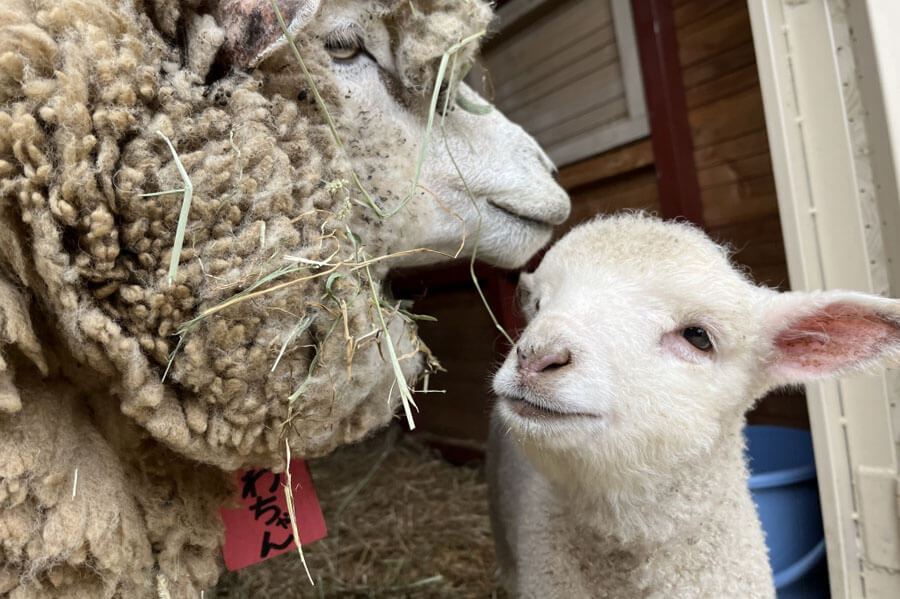 今しか見られない」ひつじの赤ちゃん、今年も淡路島に誕生 | Lmaga.jp