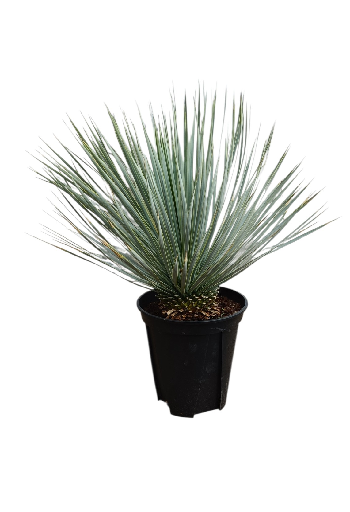 ユッカ ロストラータ 8号サイズ | HITOTOKI by MAKIMO PLANT