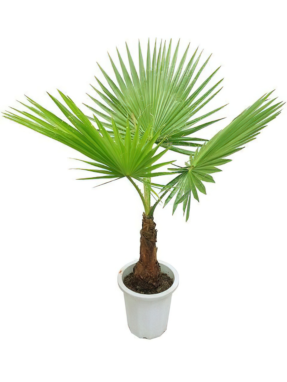 ワシントンヤシ 10号サイズ | HITOTOKI by MAKIMO PLANT