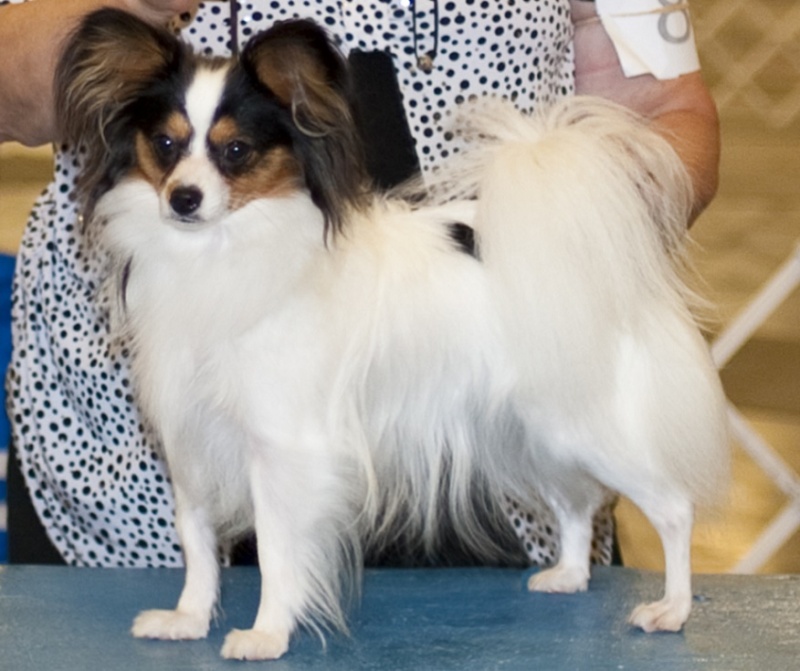 Dee – MCK Papillons