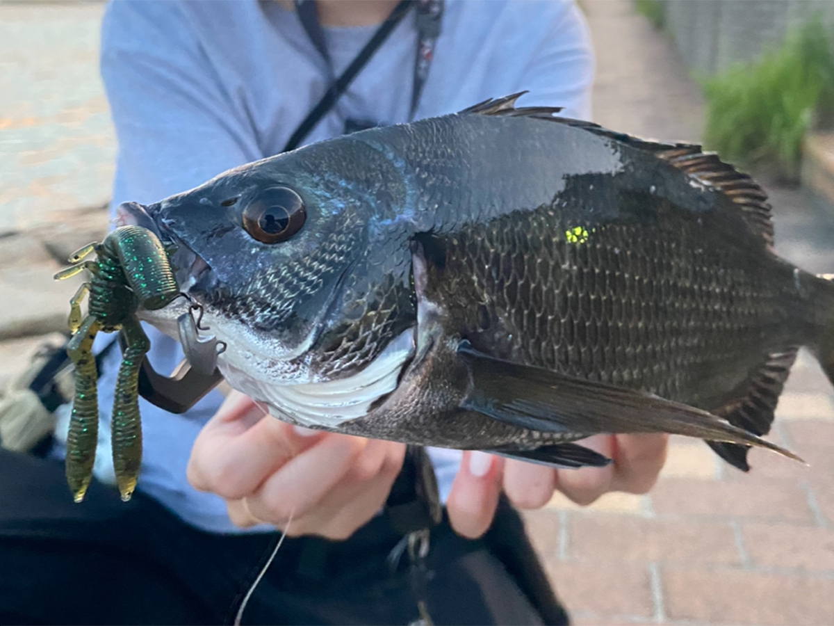 ボトルシュリンプSWとチヌトップ | Megabass-メガバス