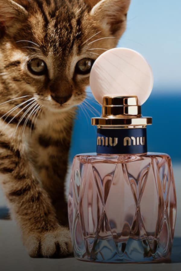 ミュウミュウ ロー ロゼ | Miu Miu