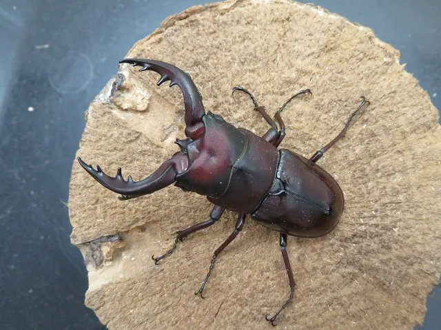 トクノシマノコギリクワガタ【赤タイプ】65ミリペア販売/クワガタ工房 虫吉