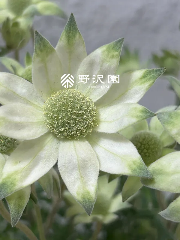 フランネルフラワー | 育て方・特徴・豆知識