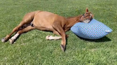 Yogiboが名馬アドマイヤジャパンと広告出演契約 馬もとりこにする