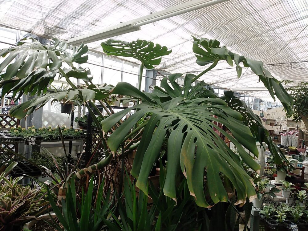 ②巨大デリシオーサはどこで手に入るの？ | 翠月淳二胡スクール