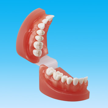 2色レジン製右側顎模型(ライトくん) [F5PP-X.1500]｜株式会社ニッシン