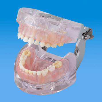 小児歯科実習用顎模型 [PDI5004-UL-SCP-FEM]｜株式会社ニッシン｜歯科