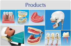 DENTAL MODEL | NISSIN DENTAL PRODUCTS INC. |