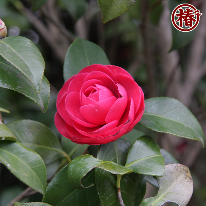 椿園オンラインショップ / 紅乙女・べにおとめ・こうおとめ｜5号（15cm