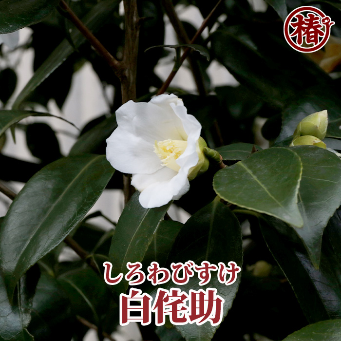 椿園オンラインショップ / 白色系