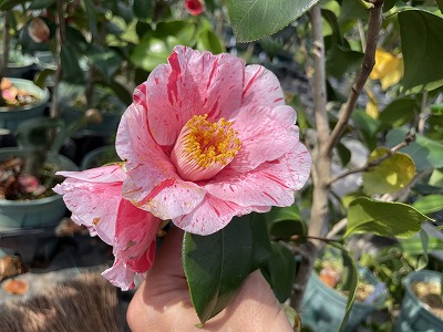 椿【天人松島・てんにんまつしま】咲いていました♪ | 椿心 佐藤椿園