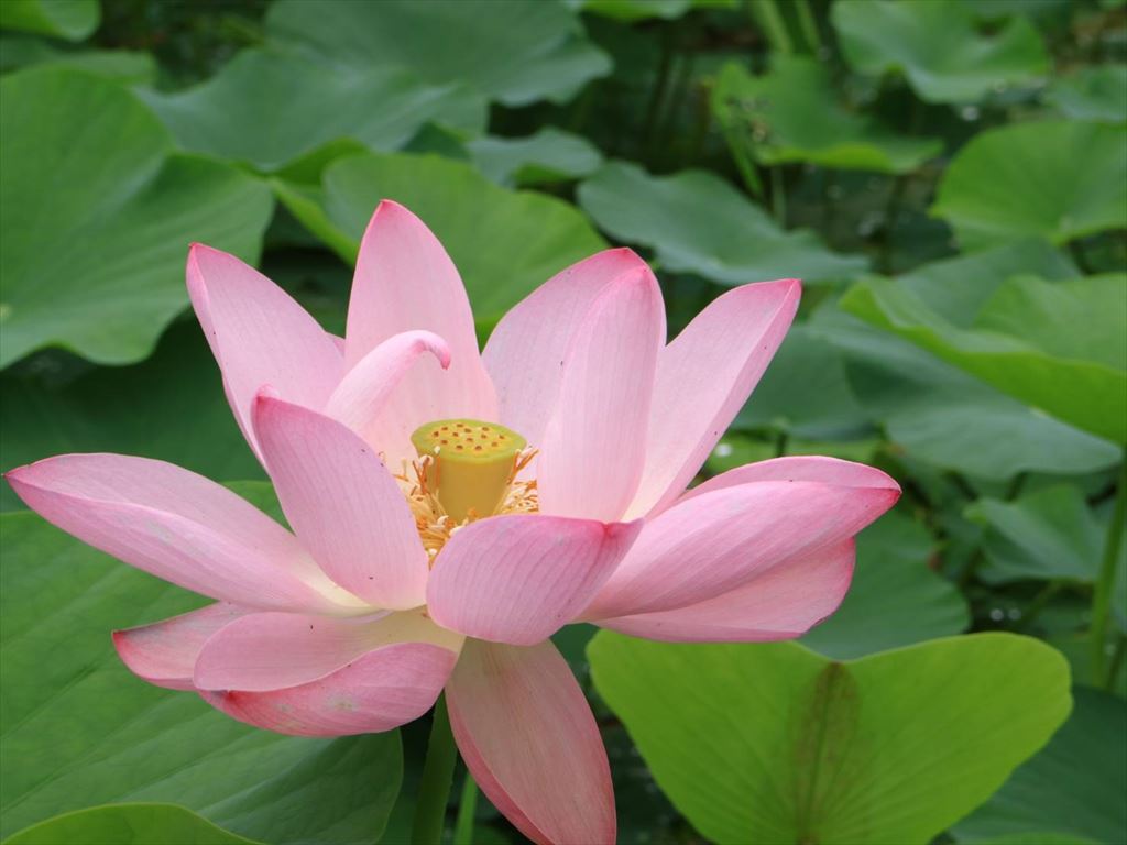 記紀の道】大賀ハス | 西都市観光協会