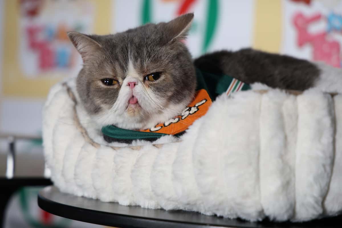 動画】肉球、尻尾…セブンイレブンが「猫の日」新商品発表 桜井日奈子