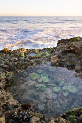Top 5 Tide Pools in Santa Cruz County - Visit Santa Cruz County