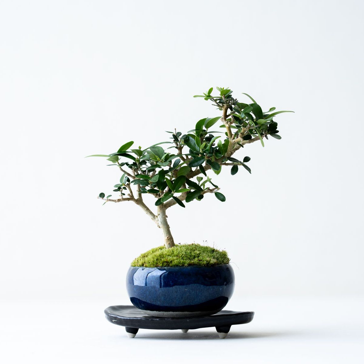 天皇梅｜石木花図鑑｜石木花｜SEKIBOKKA｜盆栽