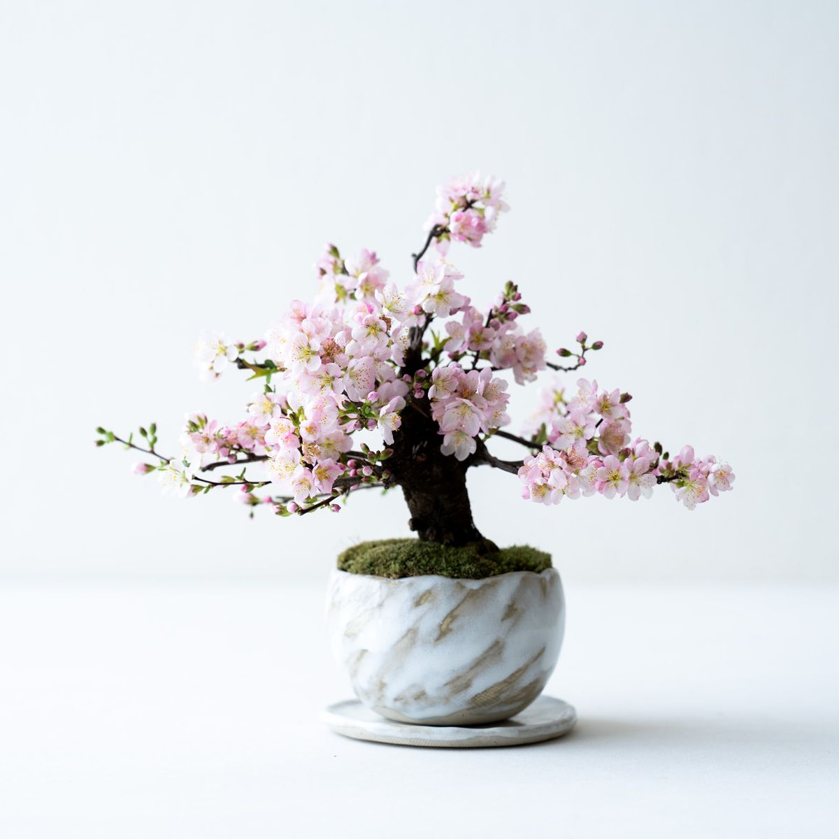 斑入りヒイラギ｜石木花図鑑｜石木花｜SEKIBOKKA｜盆栽